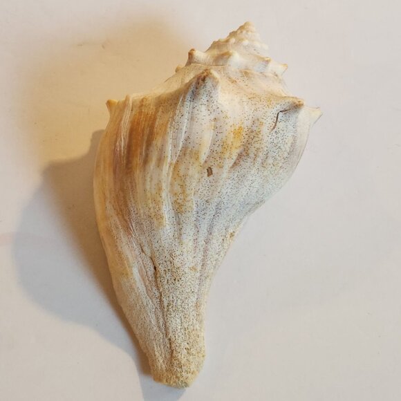 Natural Horse Conch Sea Shell White Tone 4.7" Beach Home Decor - Set of 2 - Picture 3 of 8